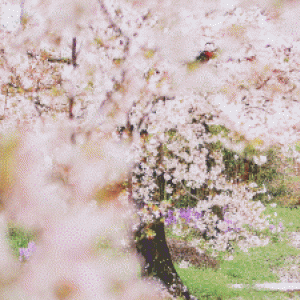 这个春天 你和樱花有一场粉红色的约定